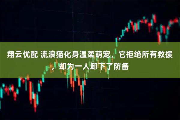 翔云优配 流浪猫化身温柔萌宠，它拒绝所有救援，却为一人卸下了防备
